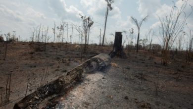 Foto - Israel envió ayuda para combatir el fuego en la Amazonia