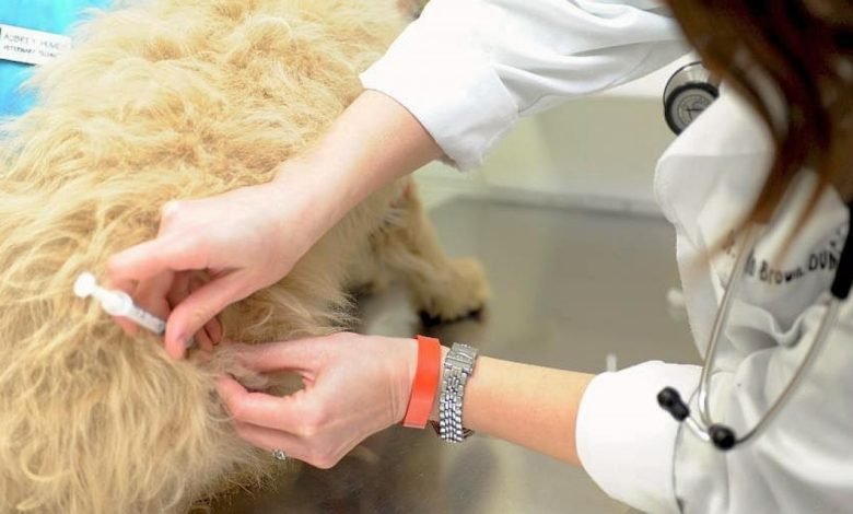 Foto - Rusia registra la primera vacunas para animales contra la Covid-19
