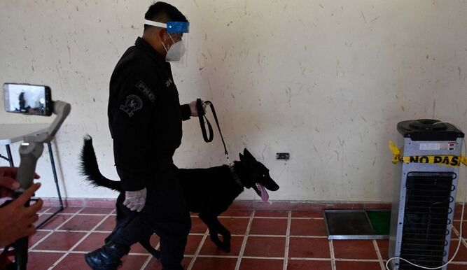 Foto - El Salvador entrena perros para detectar casos de Covid-19