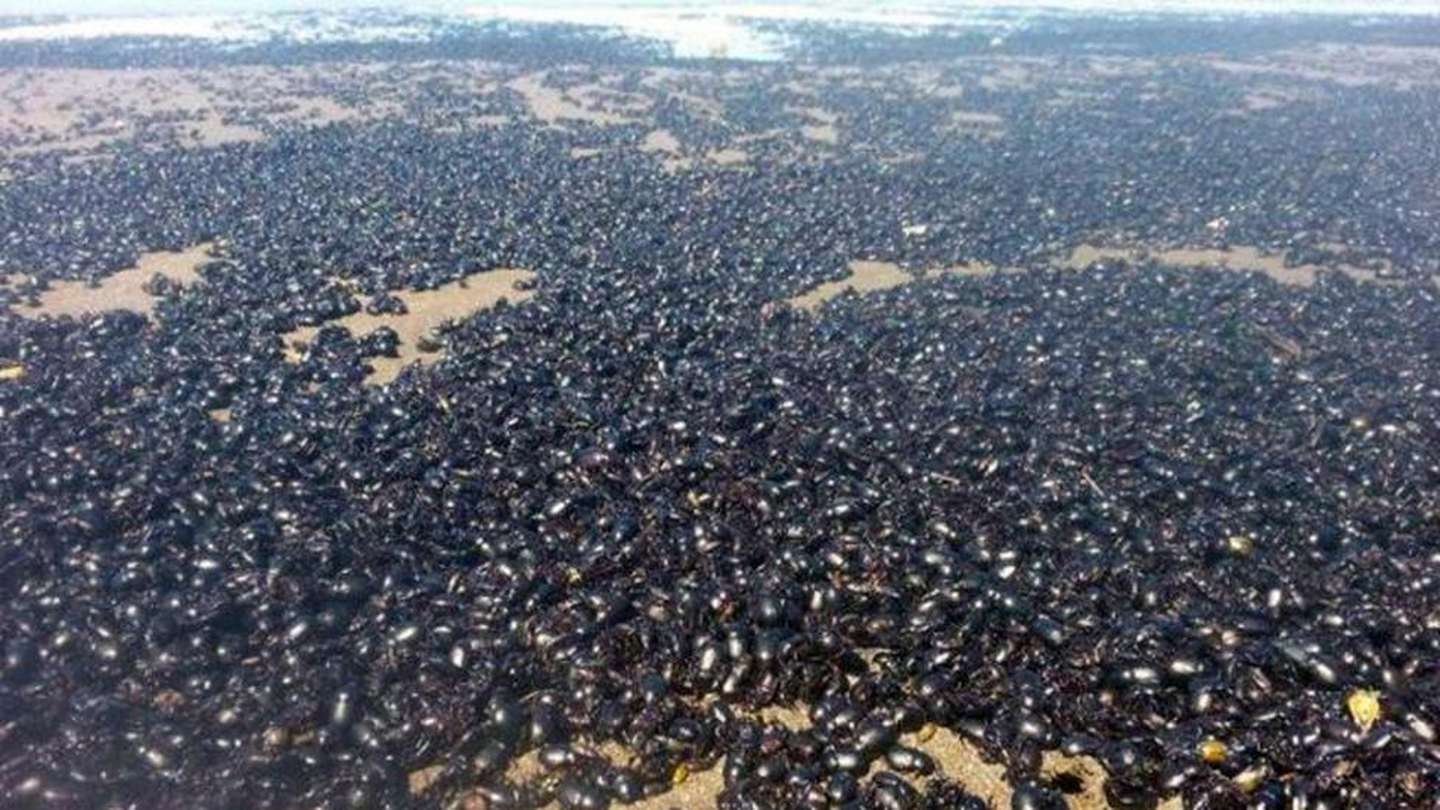 Escarabajos al ataque.