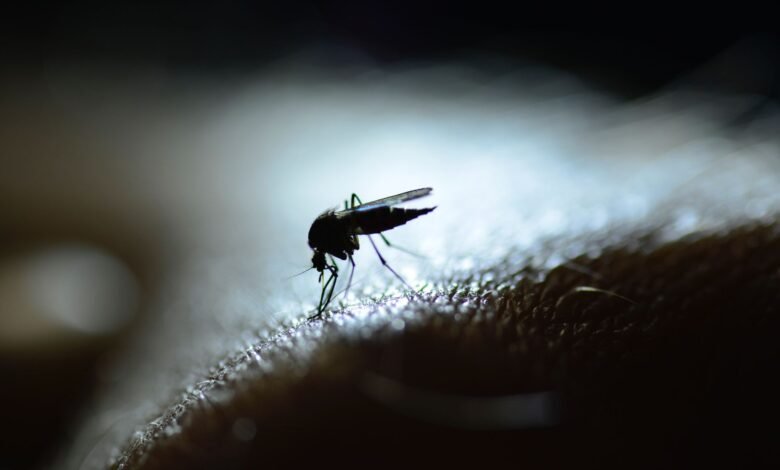 Dengue al norte del hemisferio norte.