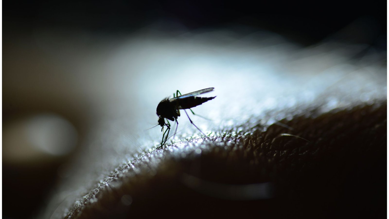 Dengue al norte del hemisferio norte.