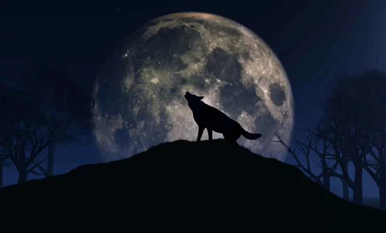 Hoy saldrá la luna del Lobo.